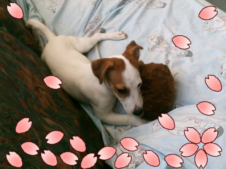 easy - Jack Russell (1 an)