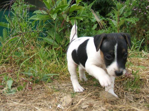 lily - Jack Russell (6 mois)