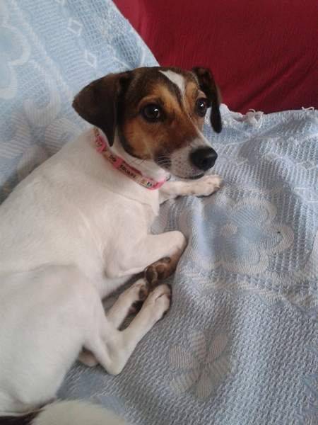 Cannelle - Jack Russell (4 ans)