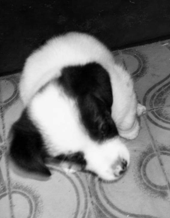Rex - Jack Russell Mâle (3 mois)