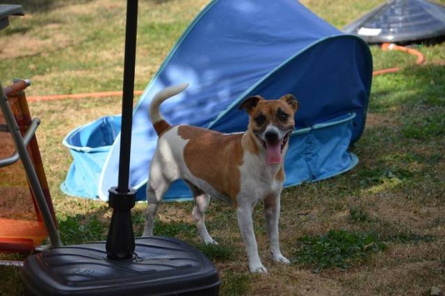 Rosi - Jack Russell (4 ans)