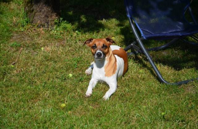 Rosi - Jack Russell (4 ans)