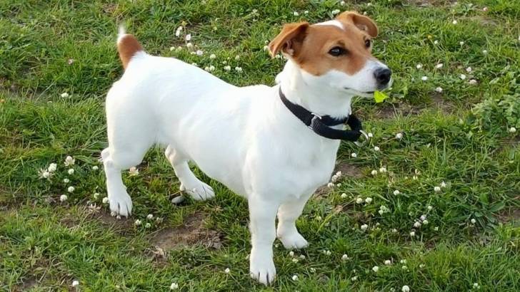 Foxie - Jack Russell (2 mois)