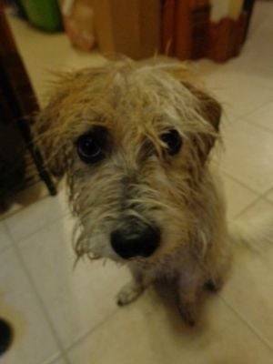 Clara the Innocent - Jack Russell (1 an)