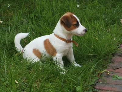 emie - Jack Russell (7 mois)