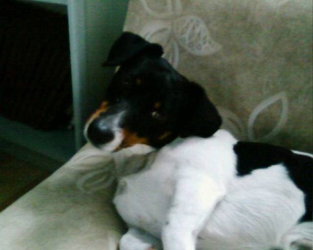 Bandit - Jack Russell Mâle (3 mois)