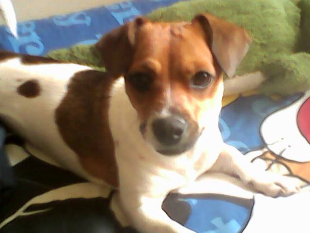 Nena - Jack Russell (3 ans)