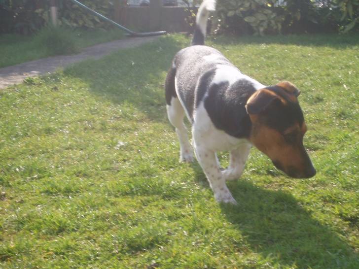 Maagic Miltoonj - Jack Russell (2 ans)