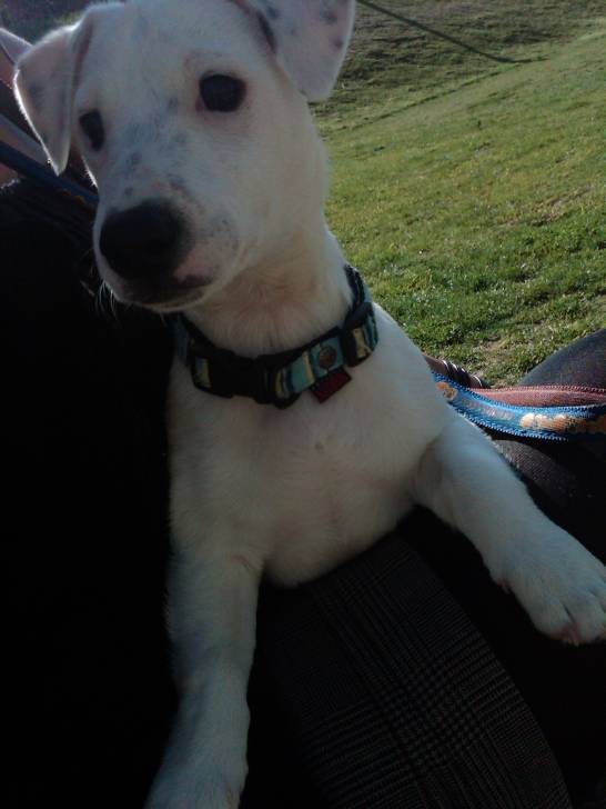 eros - Jack Russell Mâle (11 mois)
