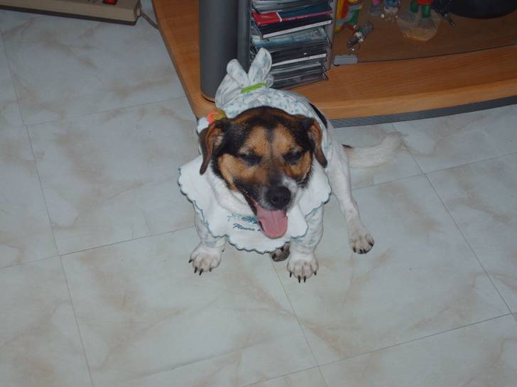 Dolly - Jack Russell (3 ans)