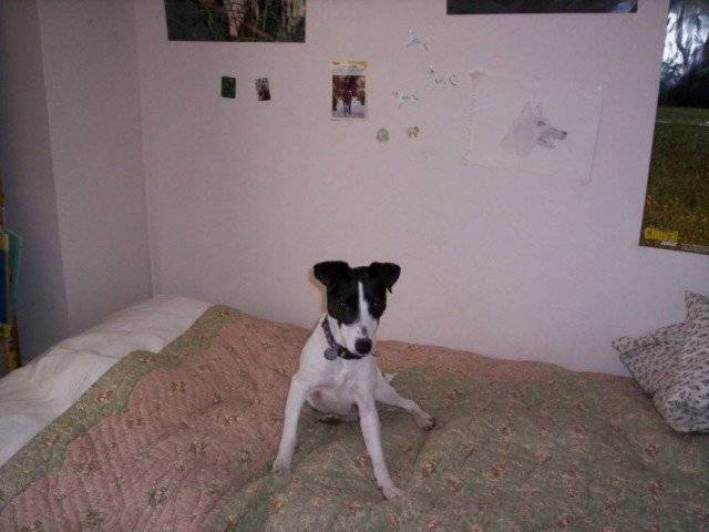 Vanille - Jack Russell (5 mois)