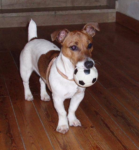 jack russell / cassius - Jack Russell
