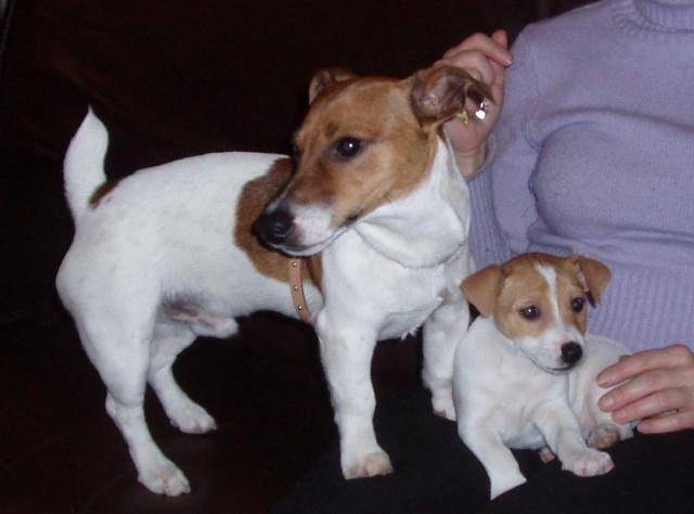 Jack Russell Terrier / cassius et rufus - Jack Russell