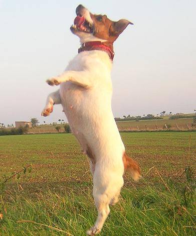 Jack russell - Sally - Jack Russell