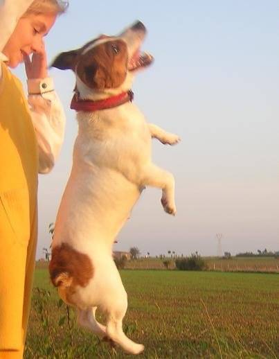 Jack Russell Terrier - Sally - Jack Russell