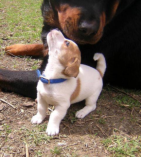 Jack russell - Lucky - Jack Russell