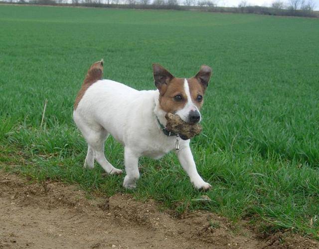 jack russell--Sally - Jack Russell