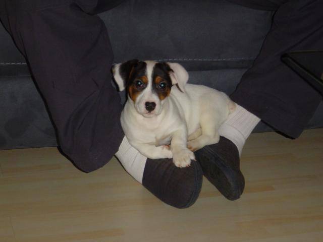 jack russell scotch - Jack Russell