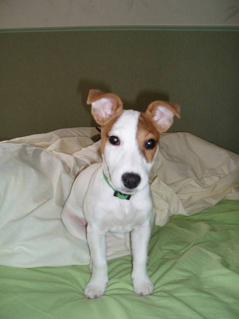 Jack russell Atlantis - Jack Russell
