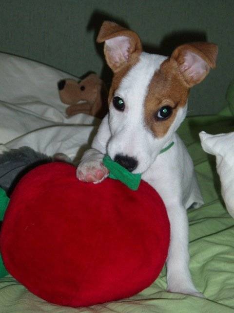jack Russell Atlantis - Jack Russell