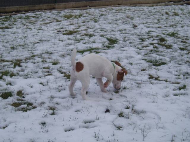 jack Russell Atlantis - Jack Russell