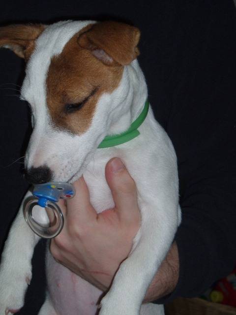 jack russell Atlantis - Jack Russell