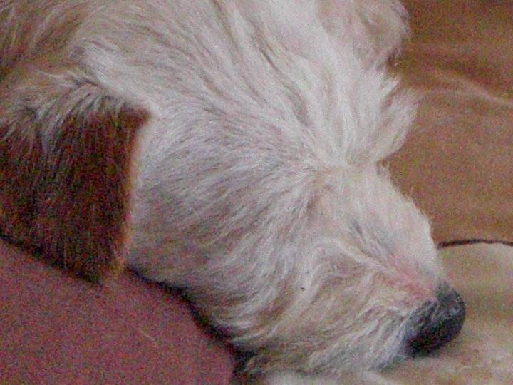Clifforde - Jack Russell Mâle (2 ans)