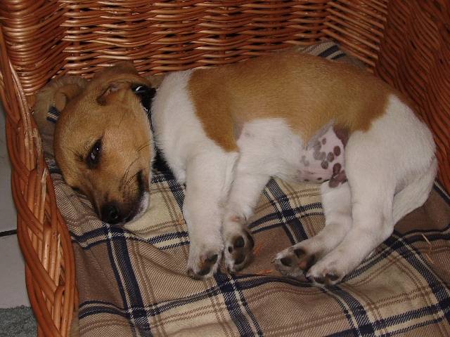 jack russell "lounge" - Jack Russell