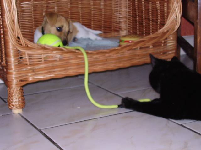 jack russell "lounge" - Jack Russell