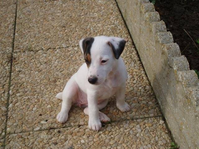 Jack russell Anouk - Jack Russell