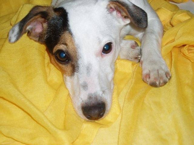 Jack russell Anouk - Jack Russell