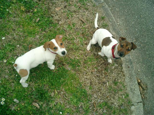 Jack russell Amy et Bud - Jack Russell