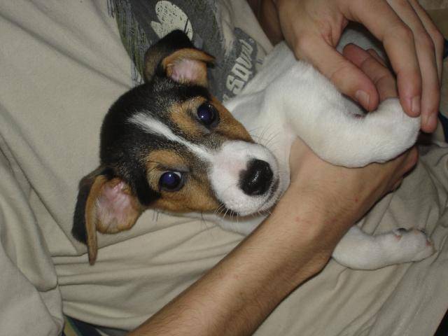 bungle jack russell - Jack Russell