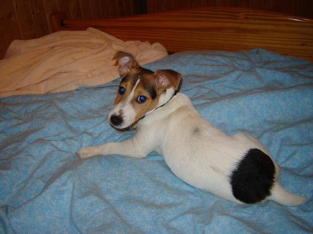 Jack russell - Jack Russell