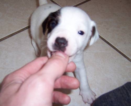 Jack Russell (Nimrod) - Jack Russell