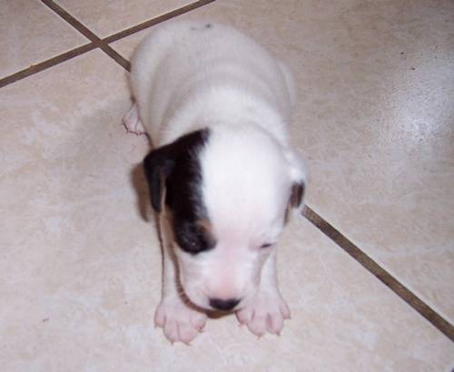 Jack Russell (Nimrod) - Jack Russell