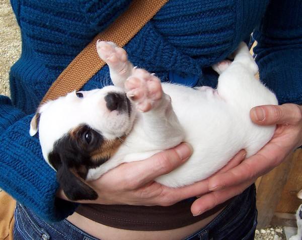 Jack Russell (Nimrod) - Jack Russell