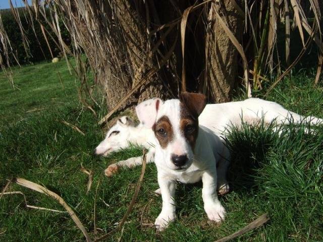 CLASH Jack Russell Terrier - Jack Russell