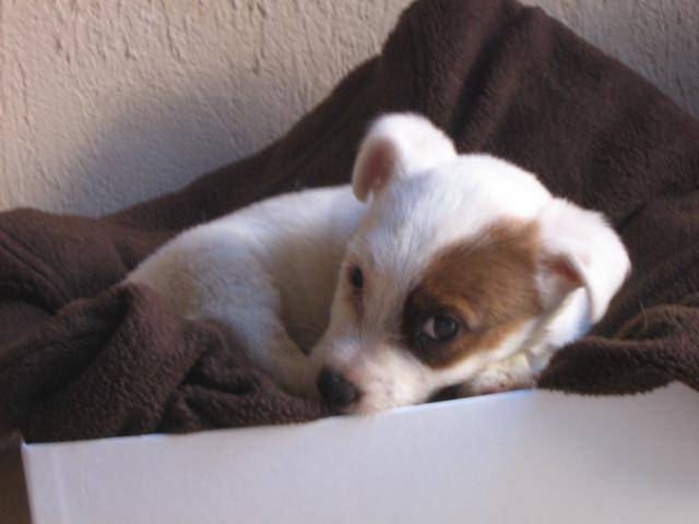 jack russell lola deux mois - Jack Russell