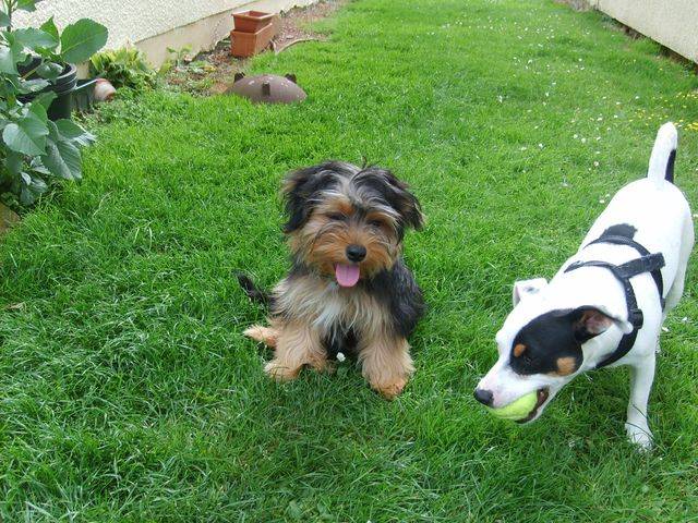 jack russell et croisé yorkhire - Jack Russell