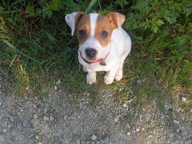 Jack russell, Caline - Jack Russell