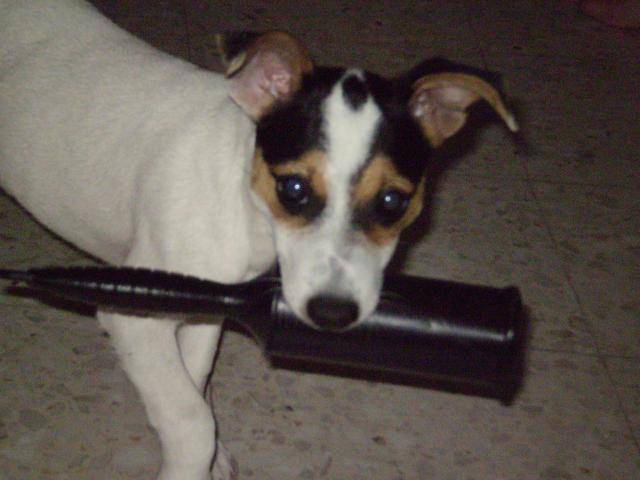 jack russell xena - Jack Russell