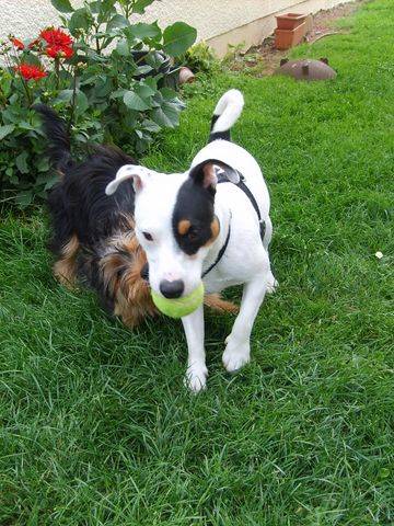 keman jack russell - Jack Russell