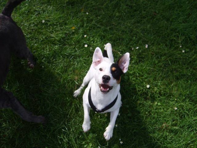 keman jack russell - Jack Russell