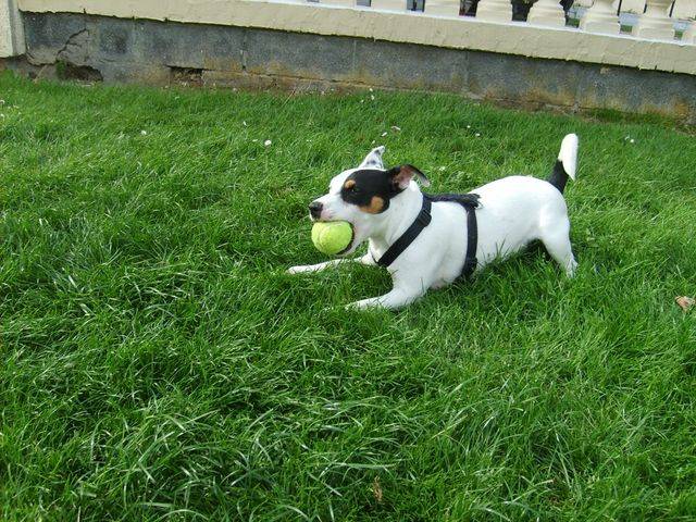 keman jack russell - Jack Russell