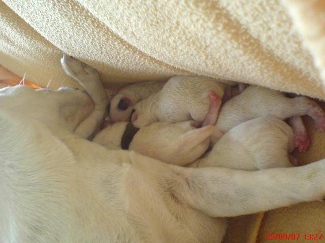 jack russell - Jack Russell