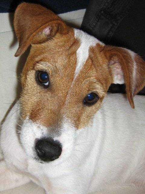 Jack russell doowy - Jack Russell