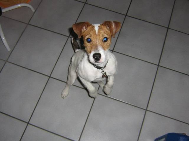 doowy jack russelle - Jack Russell