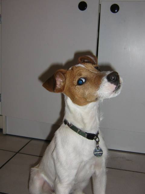 doowy mon jack russell - Jack Russell