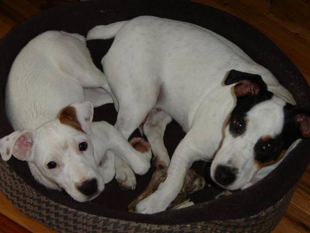 Jack Russell - Charlot & Archie - Jack Russell